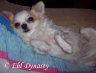 Amy Ehl Dynasty